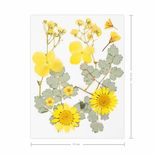 Lisované sušené květiny žluté A7 - 1 ks