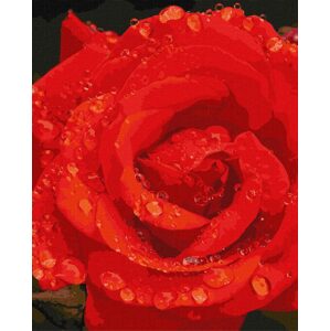 Ideyka Malování podle čísel obraz růže 40x50cm - 1 ks